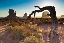 3 Buttes & a tree