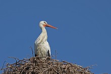 Weißstorch