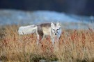 Fuchs