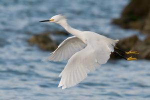 ~Snowy Egret~