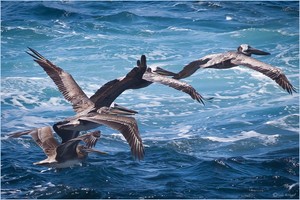 Pelikane beim Formationsflug