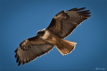 Bussard (Buteo jamaicensis )