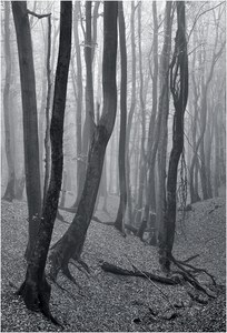 Wie Knochengerüste...