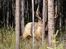 Wapitihirsch (Cervus canadensis)