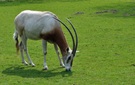 Weiße Oryx