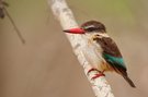 Brown-Hooded Kingfisher (Halcyon albiventris)