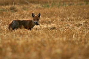 Guten Morgen kleiner Fuchs