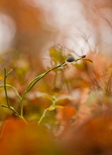 Blaubeere im November?  Wo...?