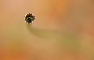 Equisetum hyemale...