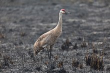 Kanadakranich (Grus canadensis)