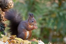 Eichhörnchen (Sciurus vulgaris L.)...