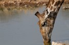 Trinkende Giraffe