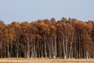 Birkenwald im Herbst II