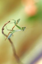 Mantis