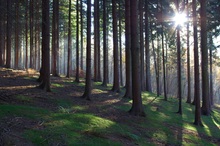 Herbstlicher Hochwald