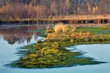 Herbst im Dreiecksmoor bei Vechta