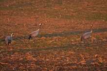 Familie im Abendlicht...