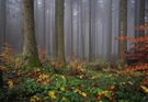 Novemberwald