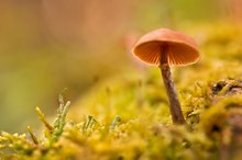 Pilz im Herbstlicht