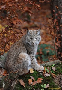 Luchs