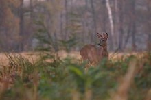 Rehbock im Herbst