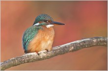 Eisvogel vor Herbstlaub