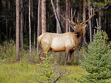 Wapitihirsch (Cervus canadensis)