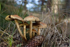 Gruppenbild im Novemberwald