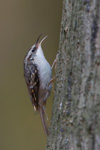 Certhia brachydactyla