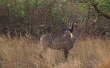 Roan Antelope, Pferdeantilope, (Hippotragus equinus)