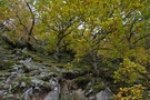 Krüppel-Eichen auf Grauwackenfeld