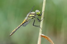 Sympetrum danae – Schwarze Heidelibelle