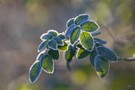 frosty day
