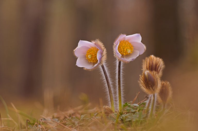 Pulsatilla vernalis