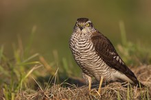 Accipiter nisus