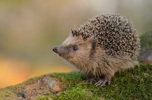 Braunbrustigel (Erinaceus europaeus)