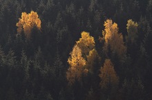 Birkenleuchten im Fichtenwald