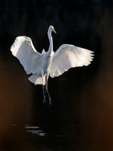 Silberreiher (Casmerodius albus)