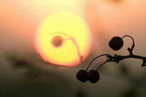 Abendbeeren