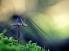 Dreaming Mushroom