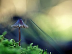 Dreaming Mushroom