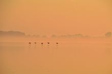Gänse am frühen Morgen