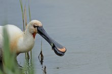 Löffler mit Fisch