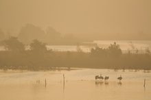 Nebel im Moor