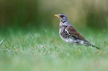 Wacholderdrossel (Turdus pilaris) im Gras