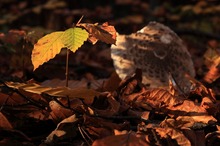 herbstlicher Waldboden