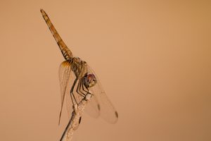 Ägyptische Libelle