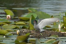 Black Tern