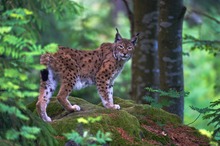 Luchs