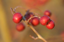 Abendbeeren II